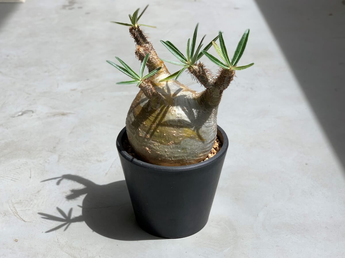 グラキリス コレクション株 レアお餅型 （花伝 -多肉植物・バラ 