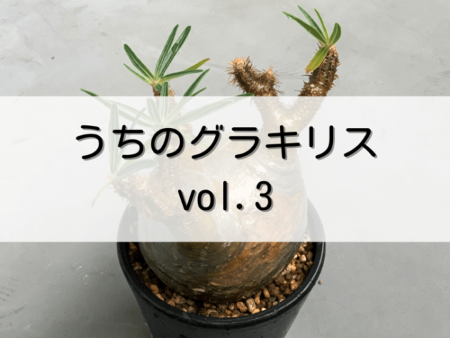 うちのグラキリス紹介 vol.3 | グラキリス育成手帳 うちのグラキリス紹介 vol.3 | グラキリス育成手帳