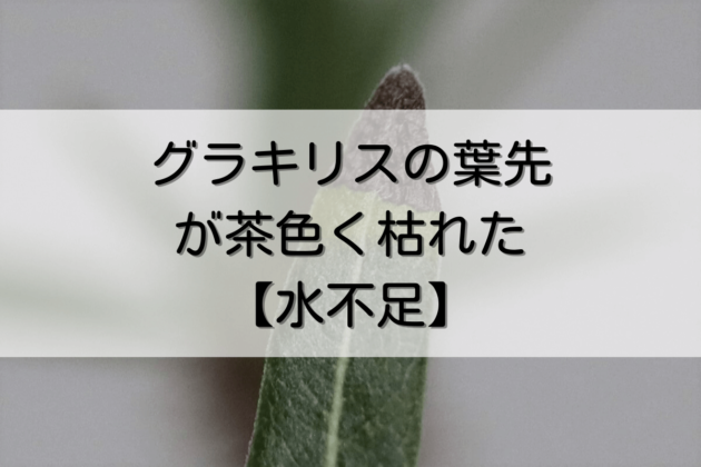 パキポディウム・グラキリスの葉先が茶色く枯れた【水不足