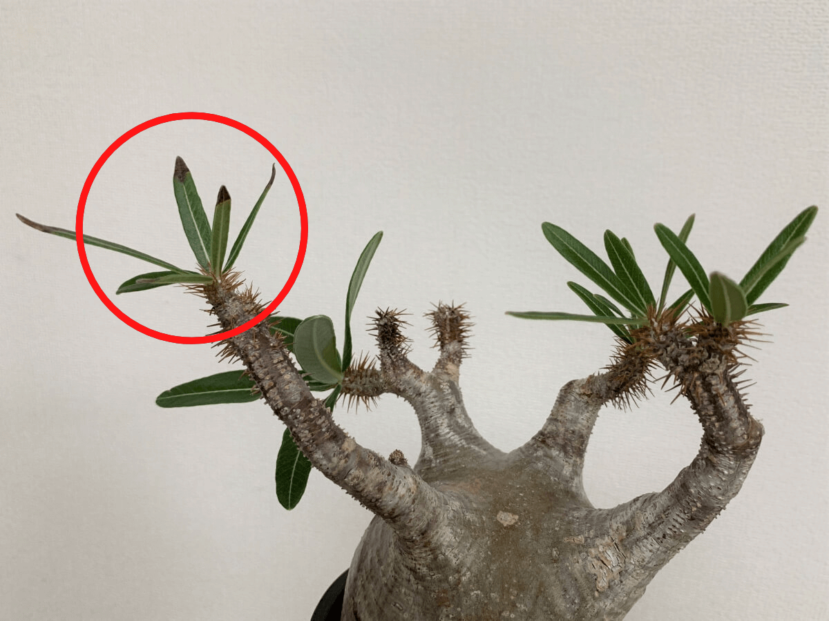 パキポディウムの種子 グラキリス Pachypodium rosulatum var