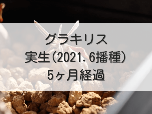 グラキリス実生記録（2021年6月播種）【5ヶ月経過】 | グラキリス育成手帳