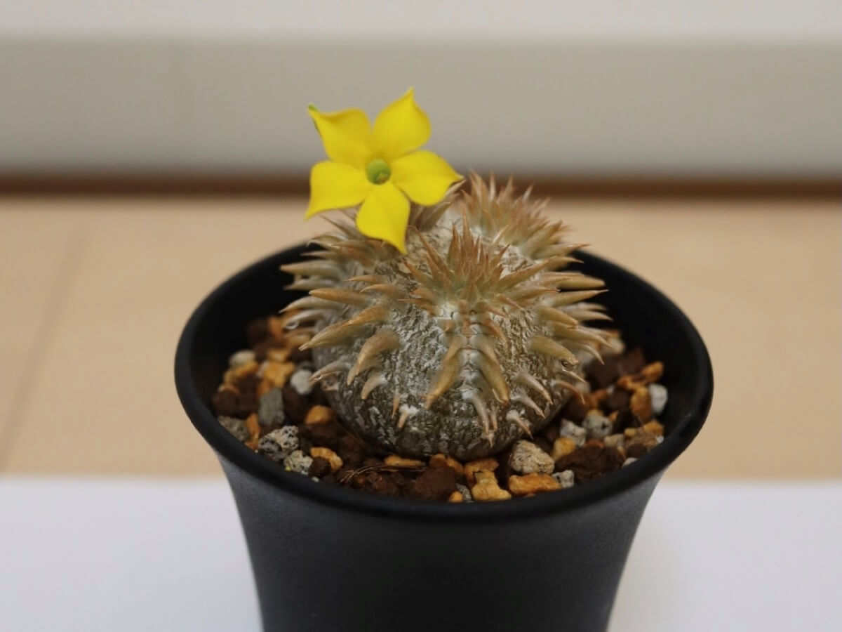 国内実生グラキリスが花芽をつけた | グラキリス育成手帳
