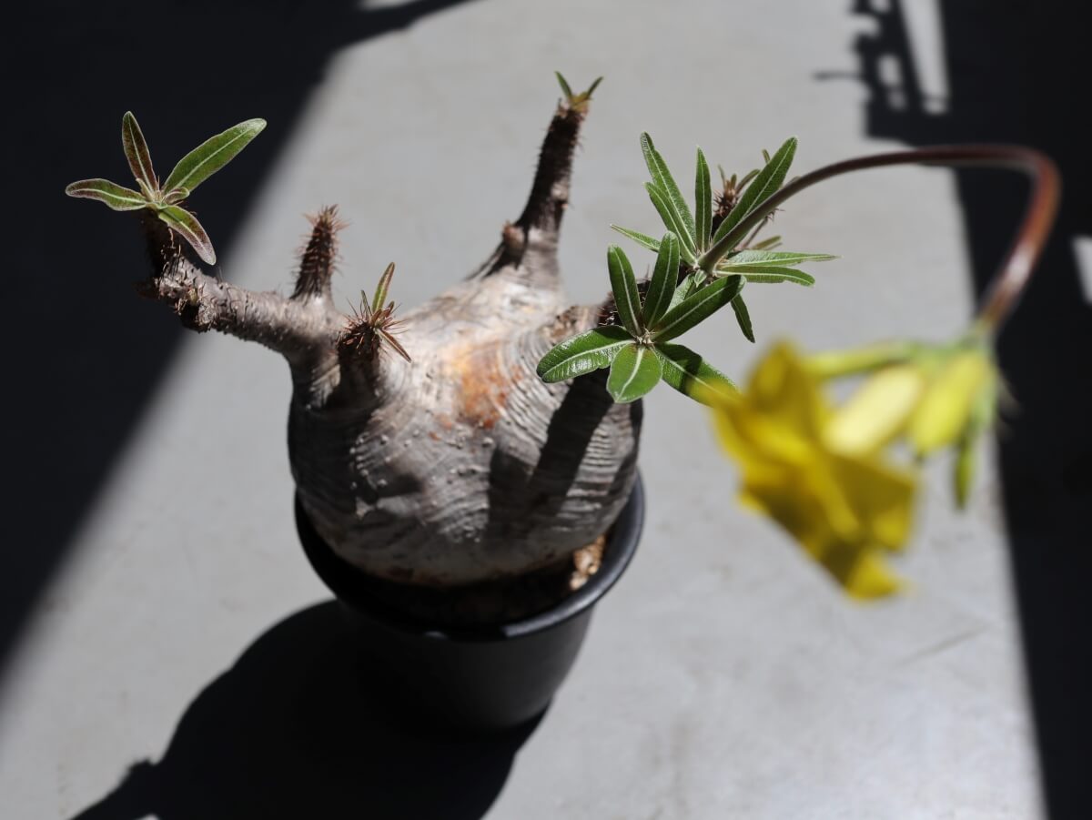 Pachypodium gracilius パキポディウム グラキリス 発根開花済み 