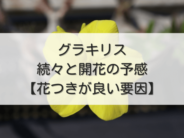 グラキリスが続々と開花の予感【今年は花つきが良い要因について