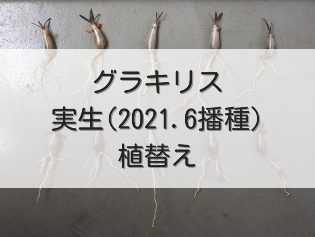 グラキリス実生記録（2021年6月播種）【植替え】 | グラキリス育成手帳
