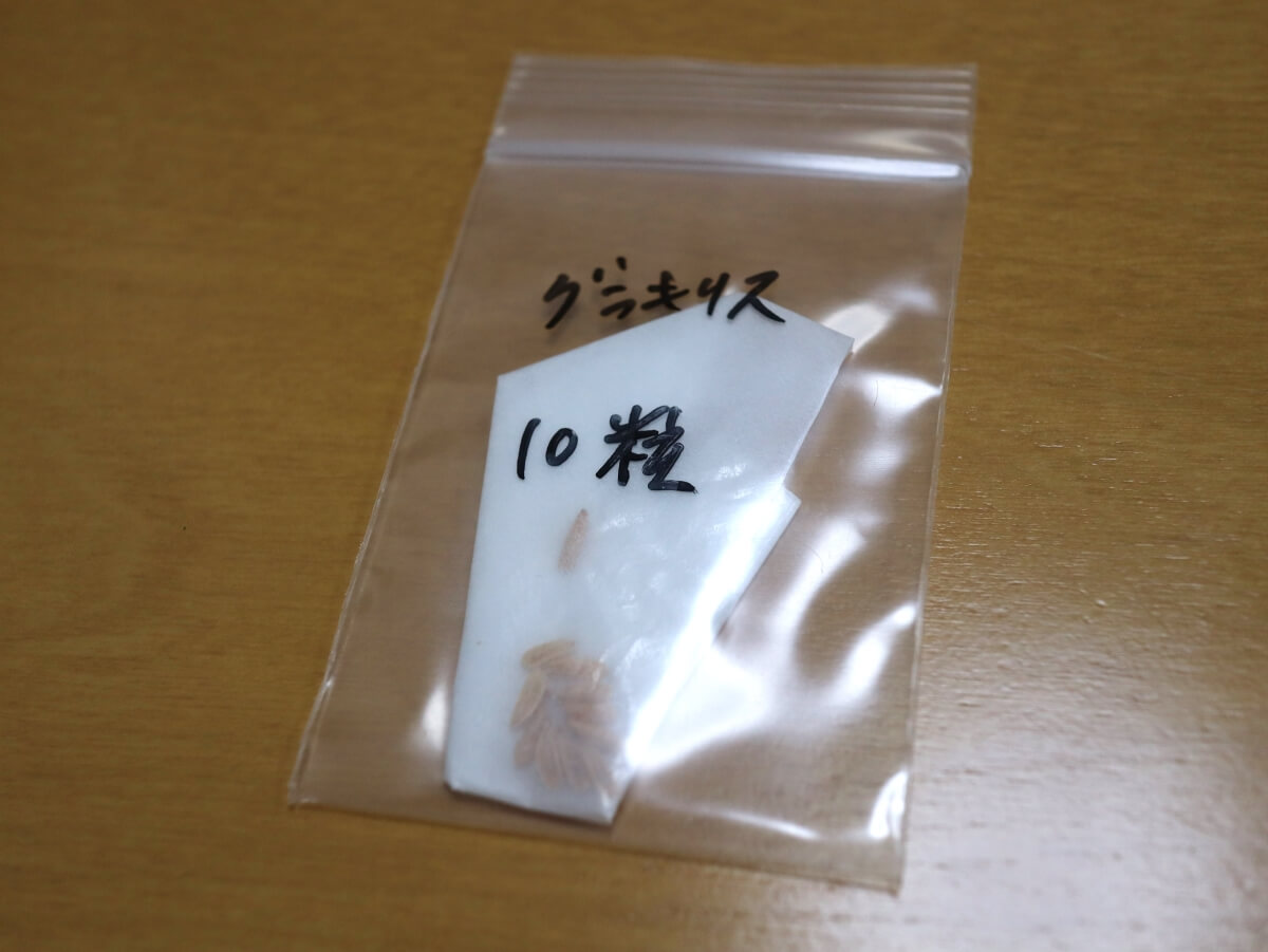 グラキリス実生記録（2022年6月播種）【播種～発芽まで】※手順紹介あり 