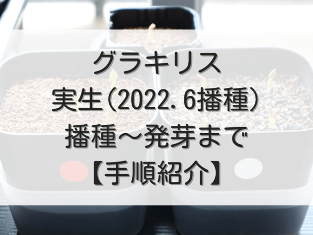 グラキリス実生株！梱包に自信あり！ -実生2022.6播種-播種～発芽-