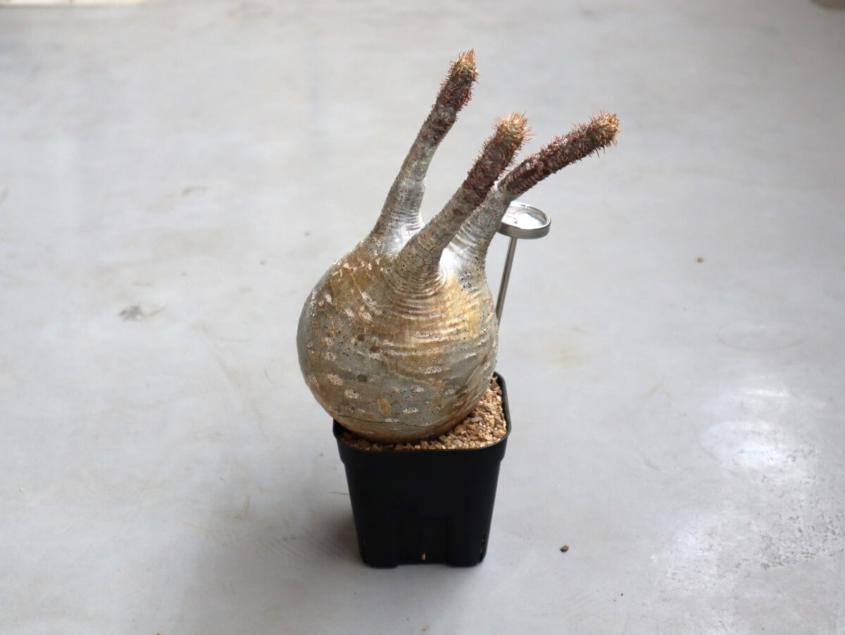 パキポディウム・グラキリスの発根管理に初挑戦vol.1 | グラキリス育成手帳 