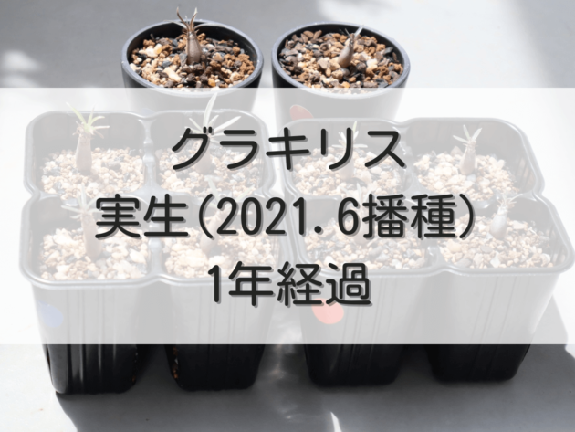 -実生2021.6播種-1年経過-1-