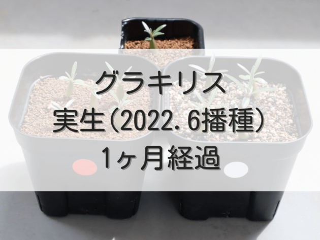 グラキリス実生記録（2022年6月播種）【1ヶ月経過】 | グラキリス育成手帳