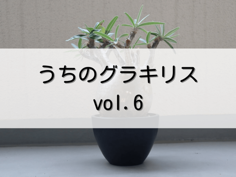 グラキリス 白肌 一本枝 スベスベ肌 コレクション 現地球 厳選 （うち 
