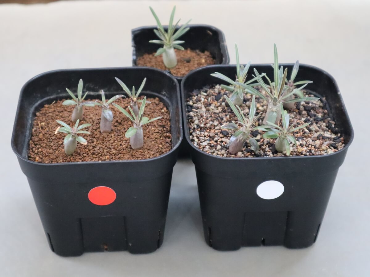 クマクマ様 細けれ 2020年実生パキポディウムグラキリスダブルヘッド 