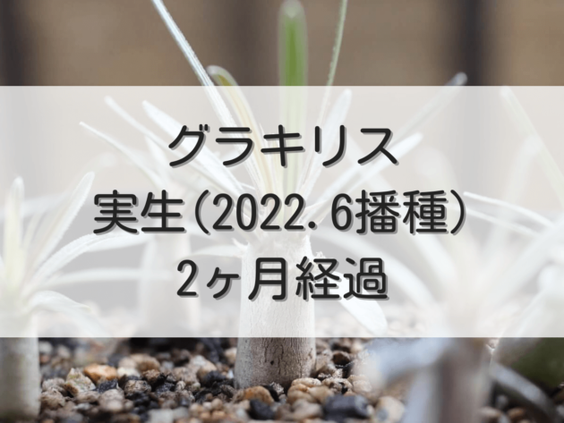 グラキリス実生記録（2022年6月播種）【2ヶ月経過】 | グラキリス育成手帳