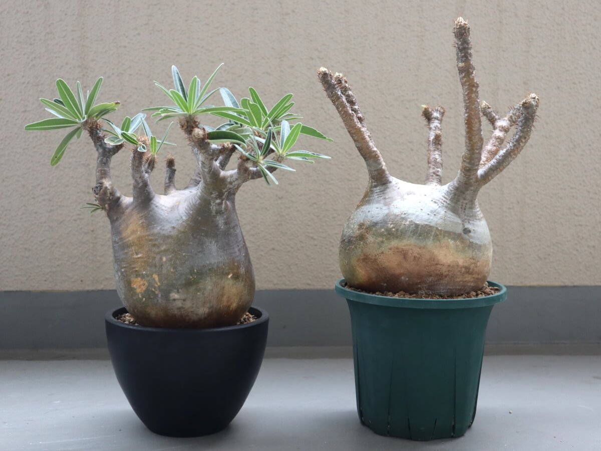 ボーカルネアグラキリス 大株 発根済 破ろ