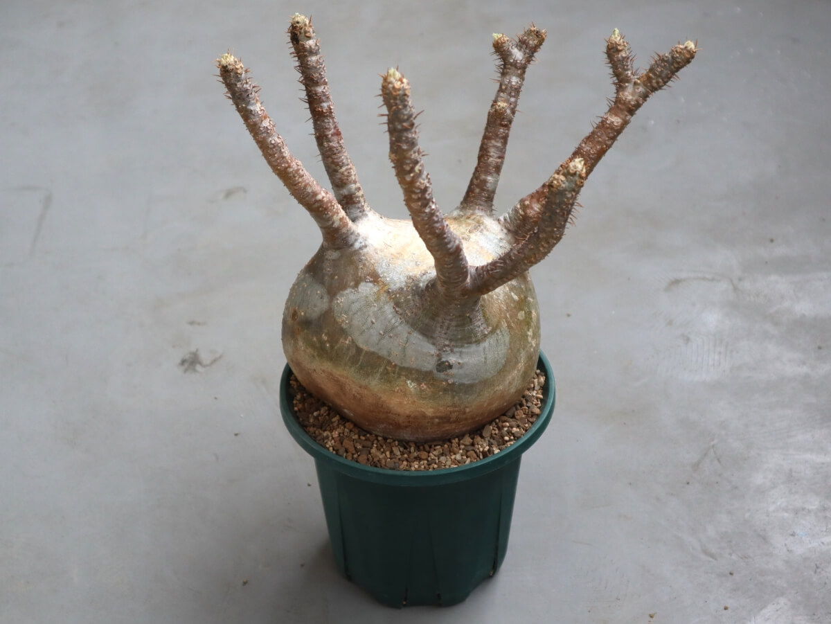 グラキリス発根管理記録（2株目） vol.2 | グラキリス育成手帳 