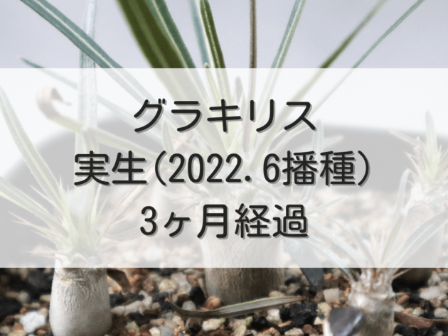 グラキリス実生記録（2022年6月播種）【3ヶ月経過】 | グラキリス育成手帳