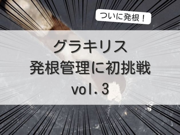 ア*君様 美株 パキポディウム グラキリス 発根管理中 未発根 パキポディウム・グラキリス】発根管理マニュアル【土耕編