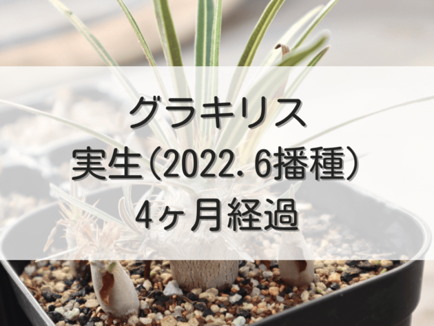 グラキリス実生記録（2022年6月播種）【4ヶ月経過】 | グラキリス育成手帳