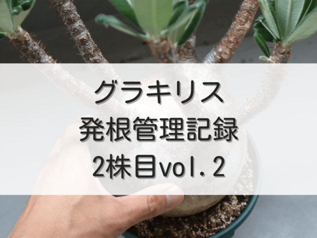 グラキリス発根管理記録（2株目） vol.2 | グラキリス育成手帳 