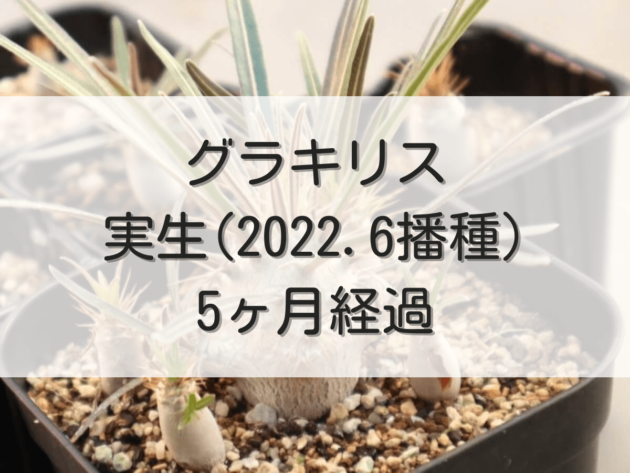 グラキリス実生記録（2022年6月播種）【5ヶ月経過】 | グラキリス育成手帳