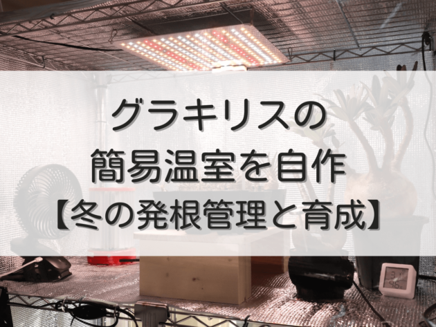 簡易温室を自作！【グラキリスの冬の発根管理と育成にむけて
