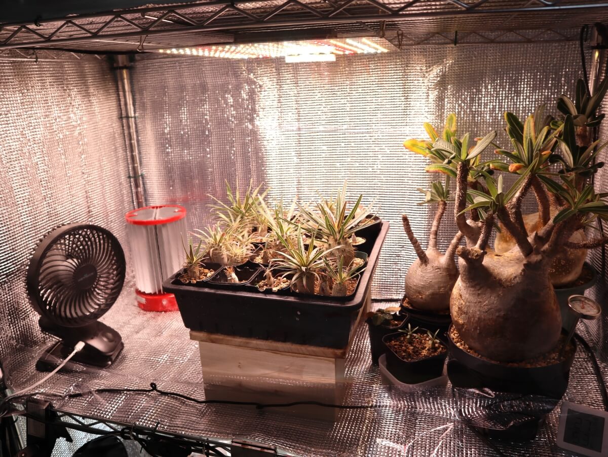 簡易温室を自作！【グラキリスの冬の発根管理と育成にむけて