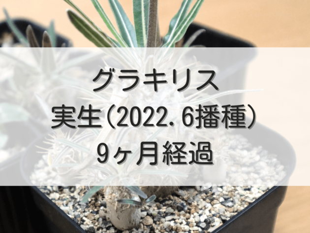 グラキリス実生記録（2022年6月播種）【9ヶ月経過】 | グラキリス育成手帳