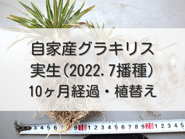 5月9日撮影 グラキリス実生 4年生 - インテリア小物