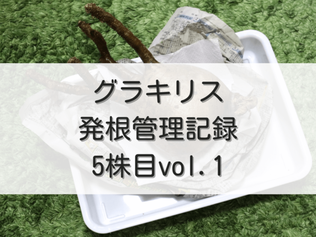 グラキリス発根管理記録（5株目） vol.1 | グラキリス育成手帳