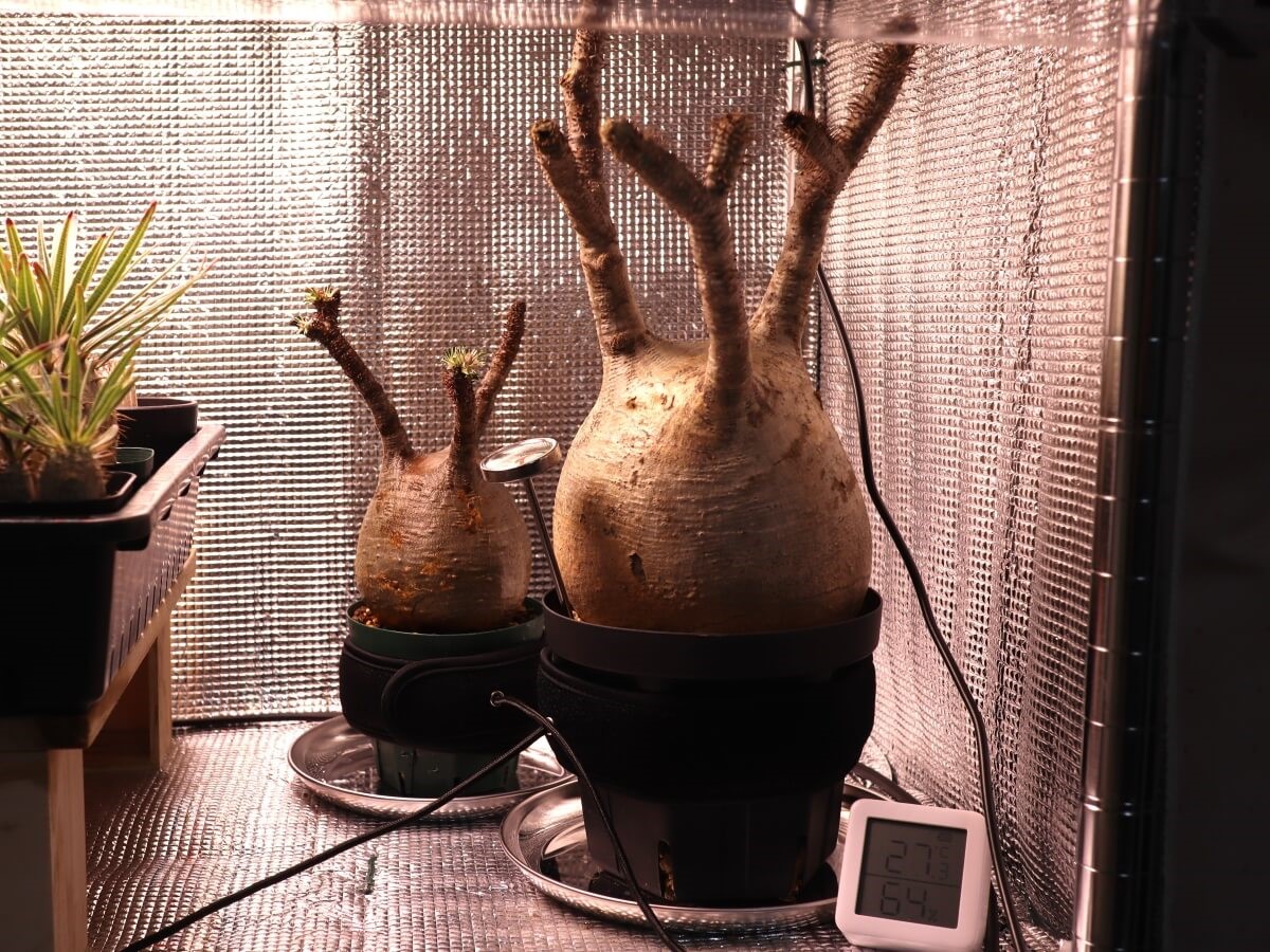 パキポディウム グラキリス 現地球 発根済み 良株 塊根植物 手乗り  