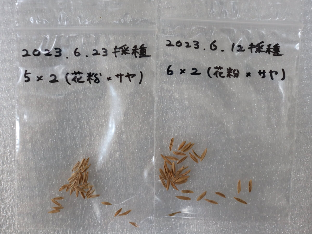 今年もグラキリスの自家産種子が採れた | グラキリス育成手帳