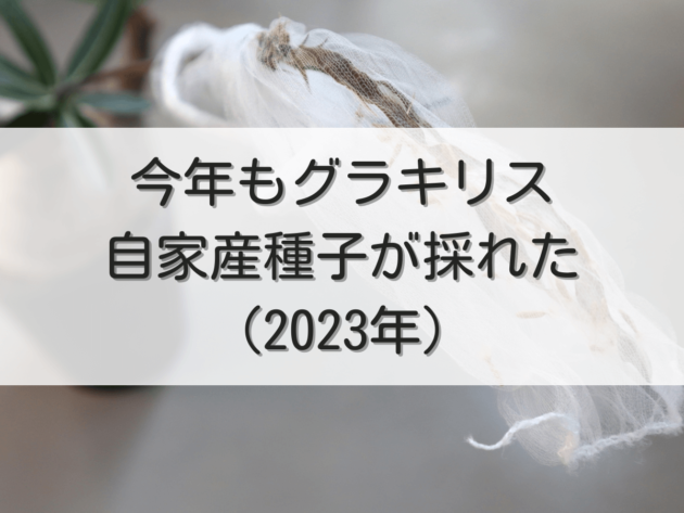自家採種した超新鮮な パキポディウム グラキリス の種子100粒 A